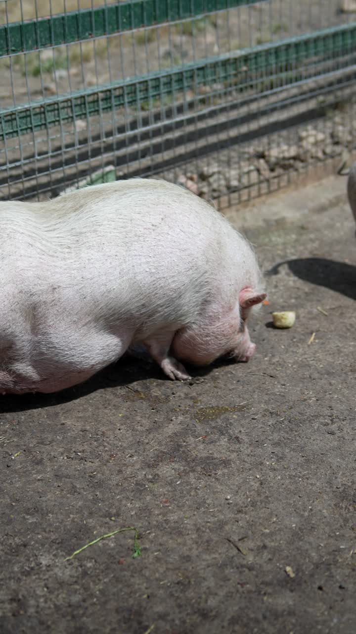 야외에서  돼지