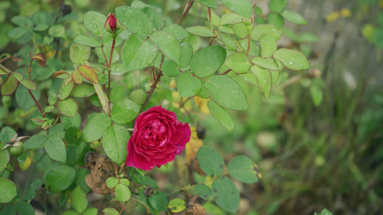 Close up of a red rose flower blooming on a plant surrounded by green leaves with soft natural background in a garden setting
