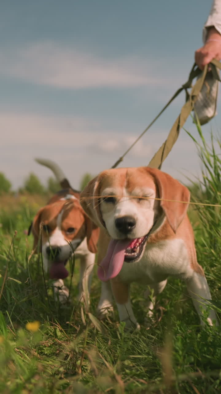 mujer caminando con sus dos perros felices en la correa en un campo de hierba durante un día soleado, ambos perros tienen la lengua fuera, explorando emocionadamente el medio ambiente, con hierba alta y árboles lejanos en el fondo