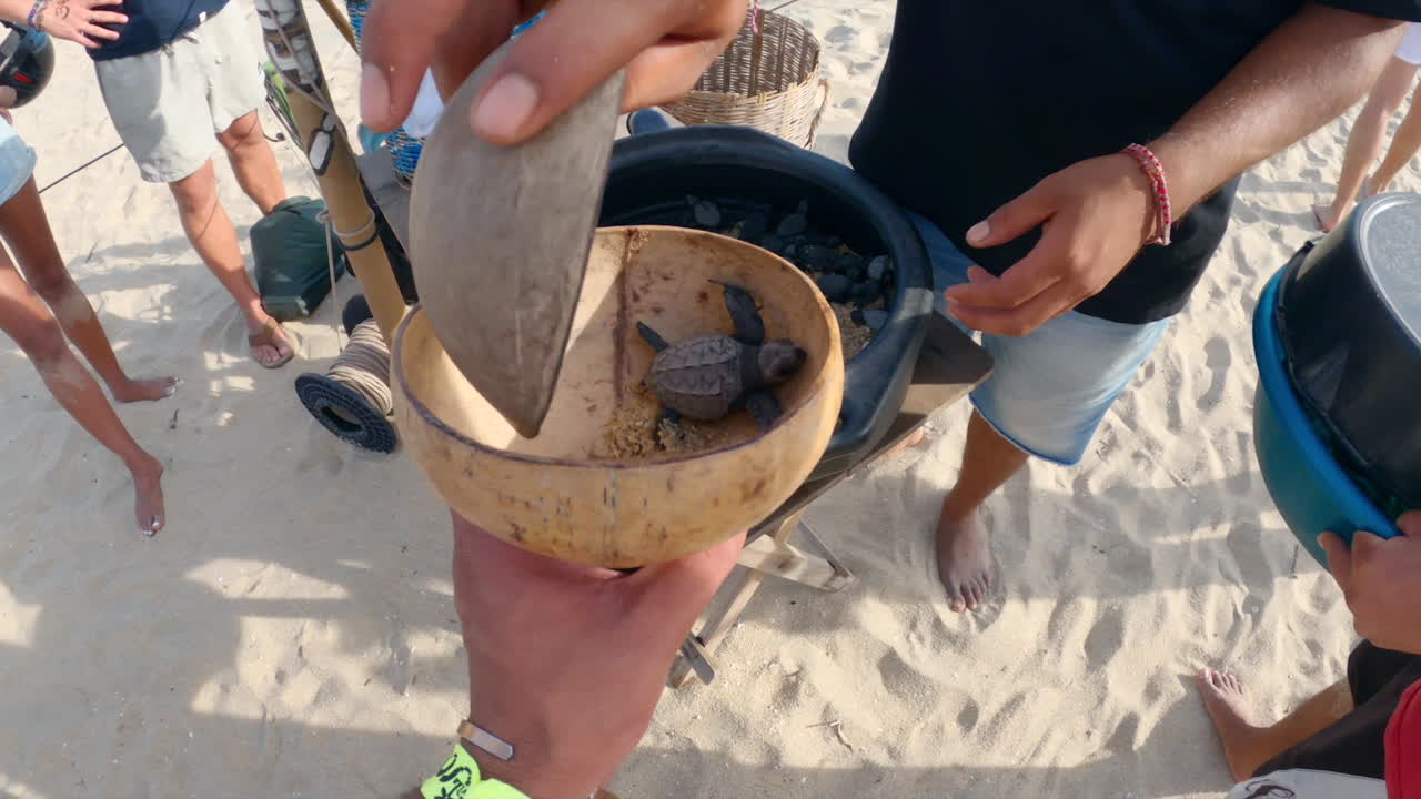 New born baby sea turtles in a coconut shell