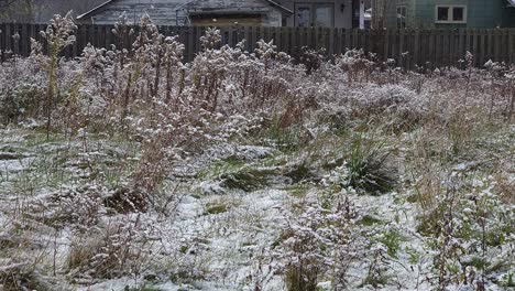 green grasses filled with white snow on the ground