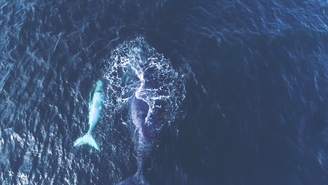 큰 남쪽 오른쪽 고래가  ⁇ 은 새끼  ⁇ 에서 불고 있습니다. 공중에서 볼 수 있습니다.