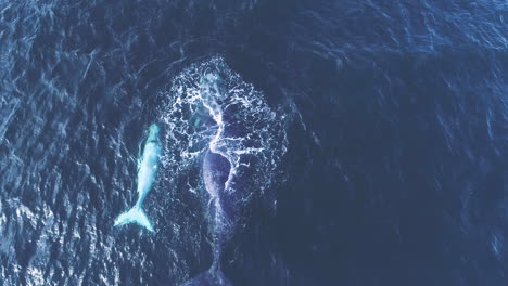 Big-southern-right-whale-blows-next-to-its-brindle-calf,-aerial-view