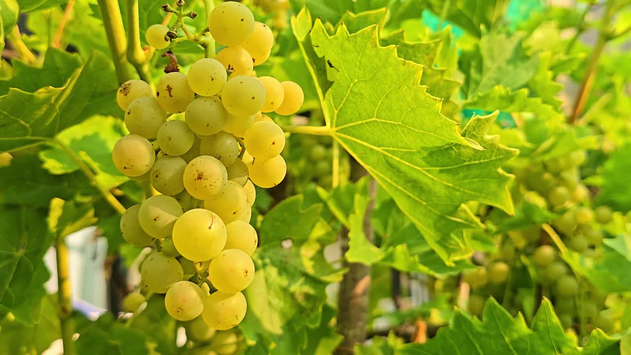 Fixed shot of a white grape cluster hanging on the vine with surrounding leaves moving in the wind