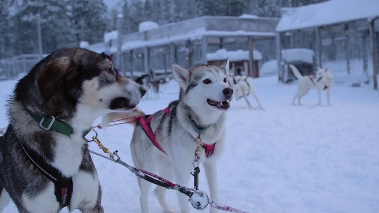Dogs in the Winter Snow