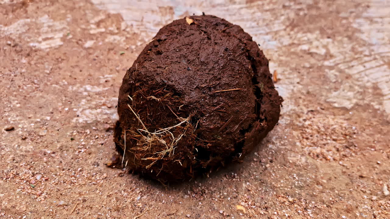 Elephant poop animal dung manure wildlife up-close excrements with insects