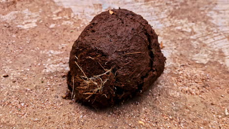 elephant poop animal dung manure wildlife up-close excrements with insects
