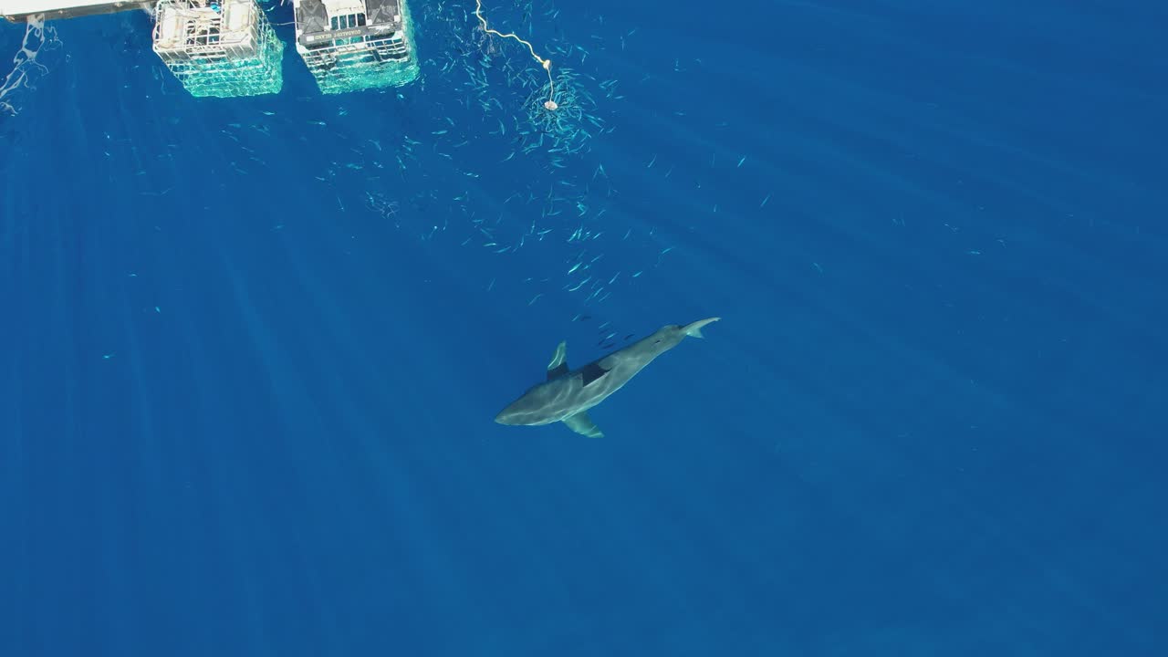 aéreo, disparo de drone del gran tiburón blanco, carcharodon carcharias, tratando de atrapar un trozo de cebo en la isla guadalupe, méxico