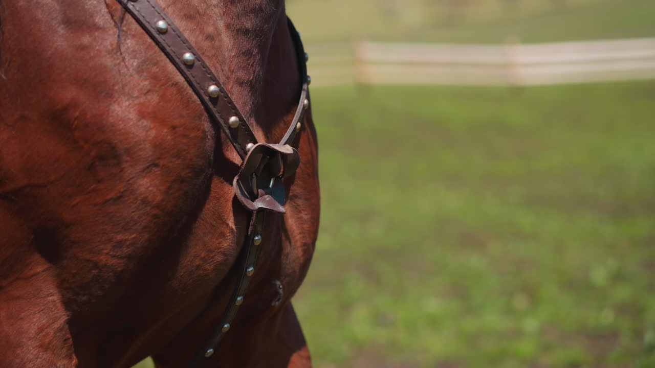 cinturones de cuero con remaches y hebilla en el pecho del caballo en el campo