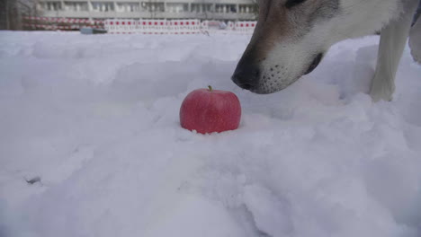 hungry wolf sniffing red apple on snow, close up