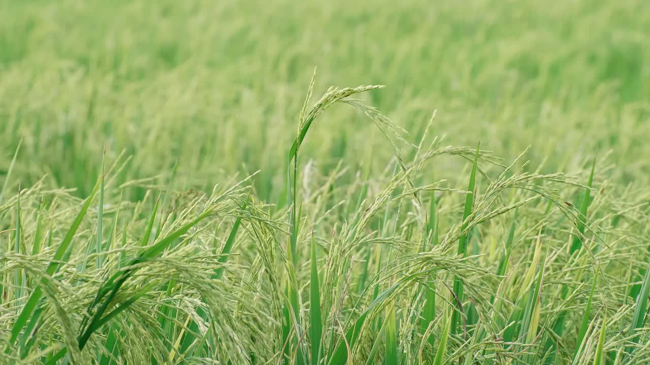 논에서 바람에 흔들리는 쌀