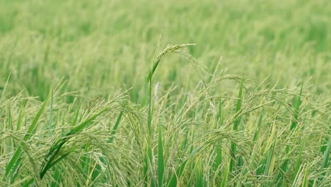 rice swaying by the wind in a rice paddy
