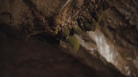 Super-close-up-of-moss-on-a-rock-inside-a-cave