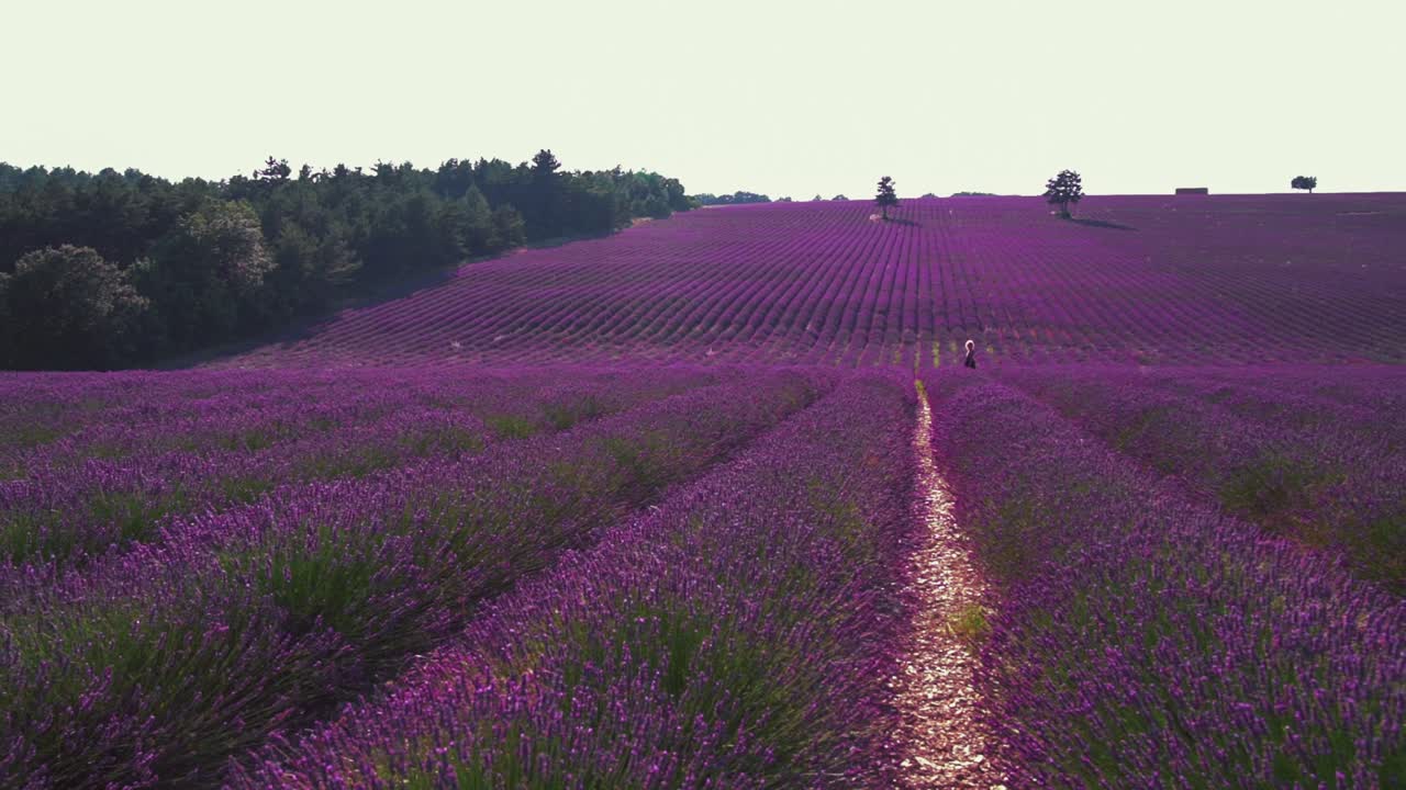 escena en cámara lenta un hermoso campo de lavanda en la famosa provenza en côte d'azur en francia