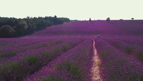 Escena-En-Cámara-Lenta-Un-Hermoso-Campo-De-Lavanda-En-La-Famosa-Provenza-En-La-Costa-Azul-En-Francia