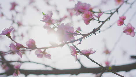 las flores rosadas en flor