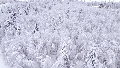 pushing in with beautiful views of snow covered forest in swiss alps