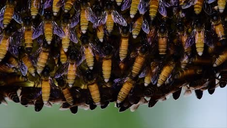 Es-Ist-Bekannt,-Dass-Honigbienen-Große-Nestkolonien-Mit-Symmetrischen-Taschen-Aus-Wachs-Bauen,-Um-Honig-Als-Nahrungsquelle-Zu-Speichern