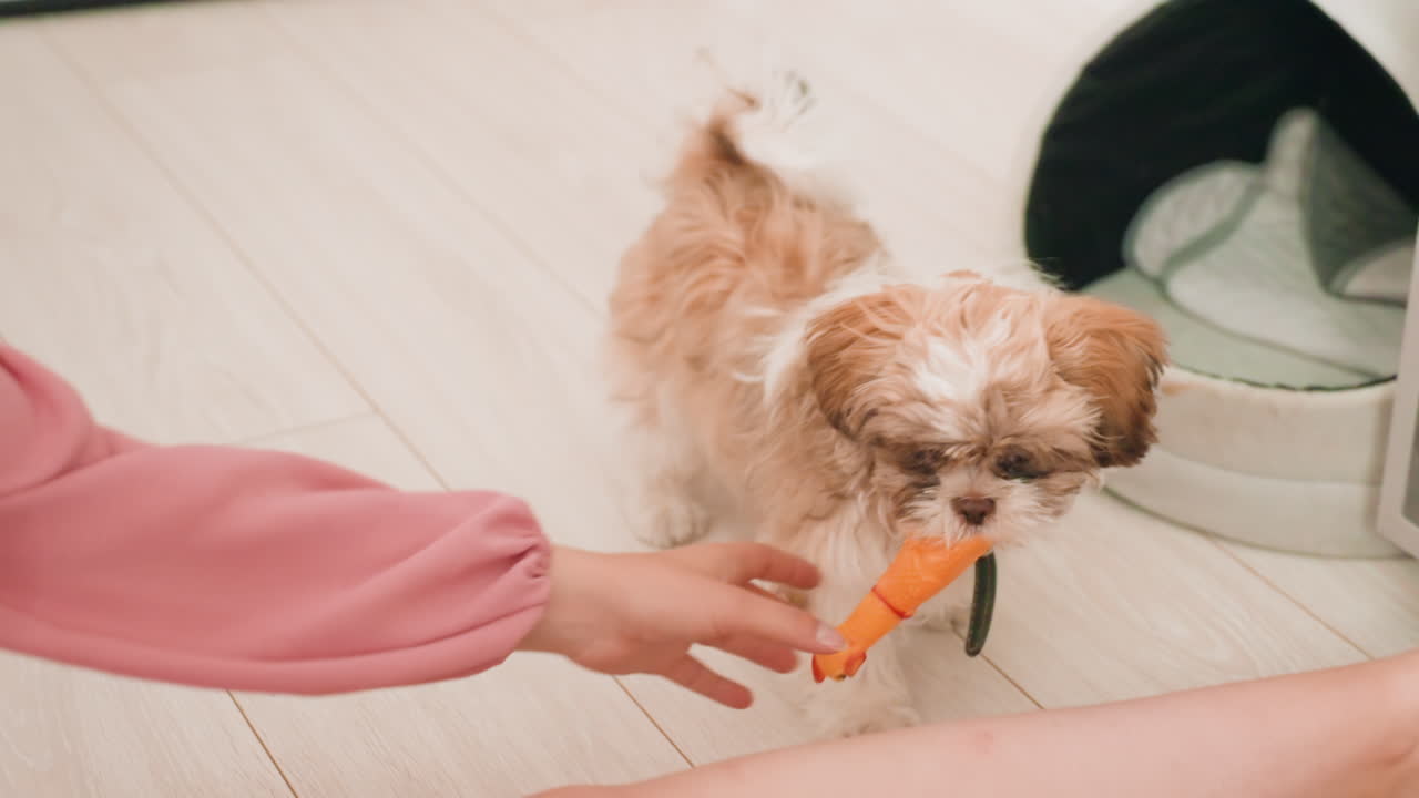 Puppy Explores Home, Young Dog Searches Cozy Environment, Cute Puppy Investigates Furniture And Bedding Areas, An Energetic Puppy Explores Furniture And Retrieves Toy Independently Throughout Room