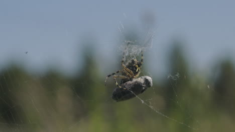 spider on web with prey