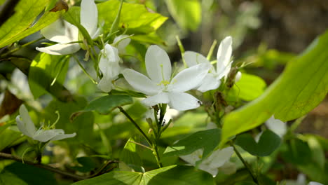 Bauhinia-acuminata-plant-with-white-flowers-and-small-bee-flying-around