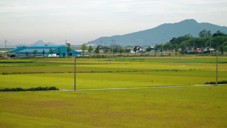 rice farmland with mountain view in gunsan countryside, north jeolla province, south korea