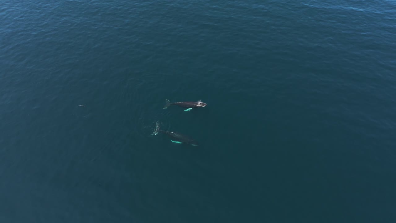 Whales swimming on a sunny day in the North Atlantic ocean
