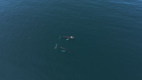 whales swimming on a sunny day in the north atlantic ocean