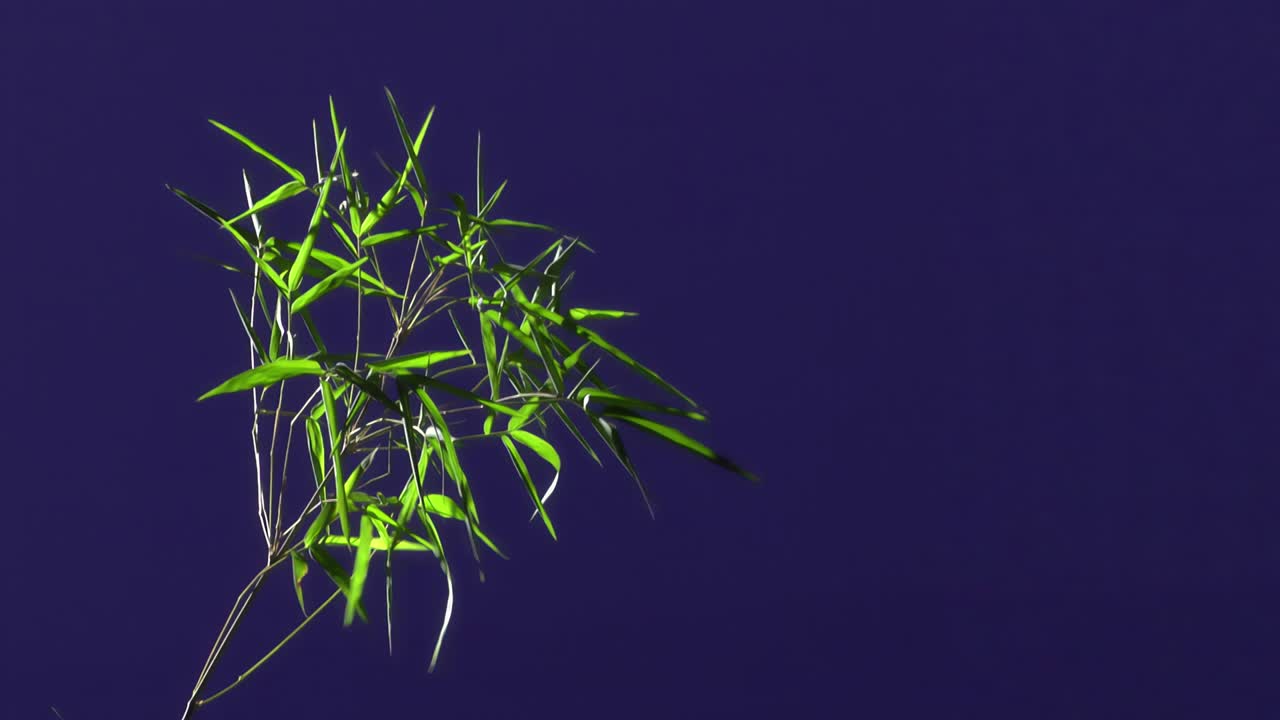 파란 스크린 배경으로 지상 식물