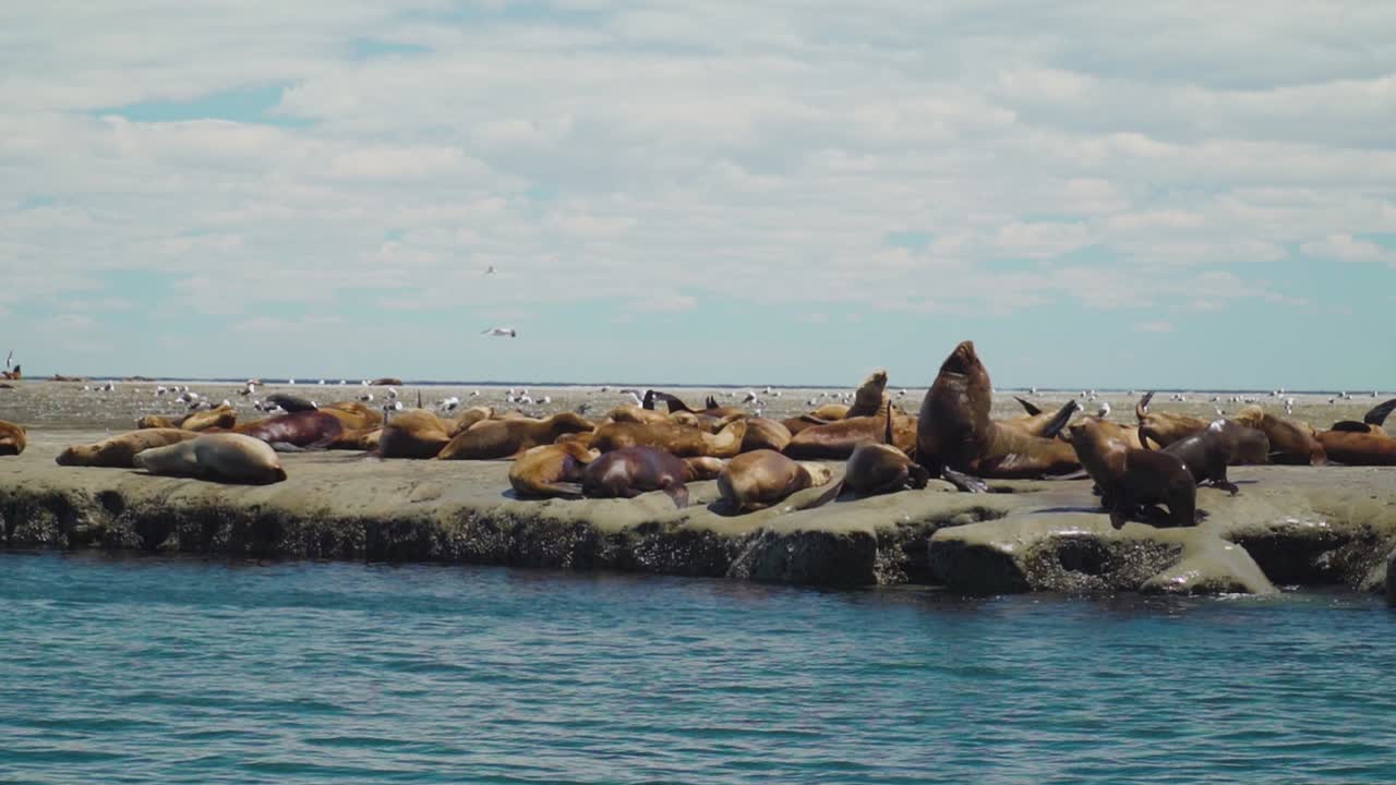 колония расслабляющихся и отдыхающих морских львов на скалистом берегу в солнечный день в патагонии