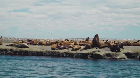 colonia de lobos marinos relajantes y descansando en la costa rocosa durante el día soleado en la patagonia