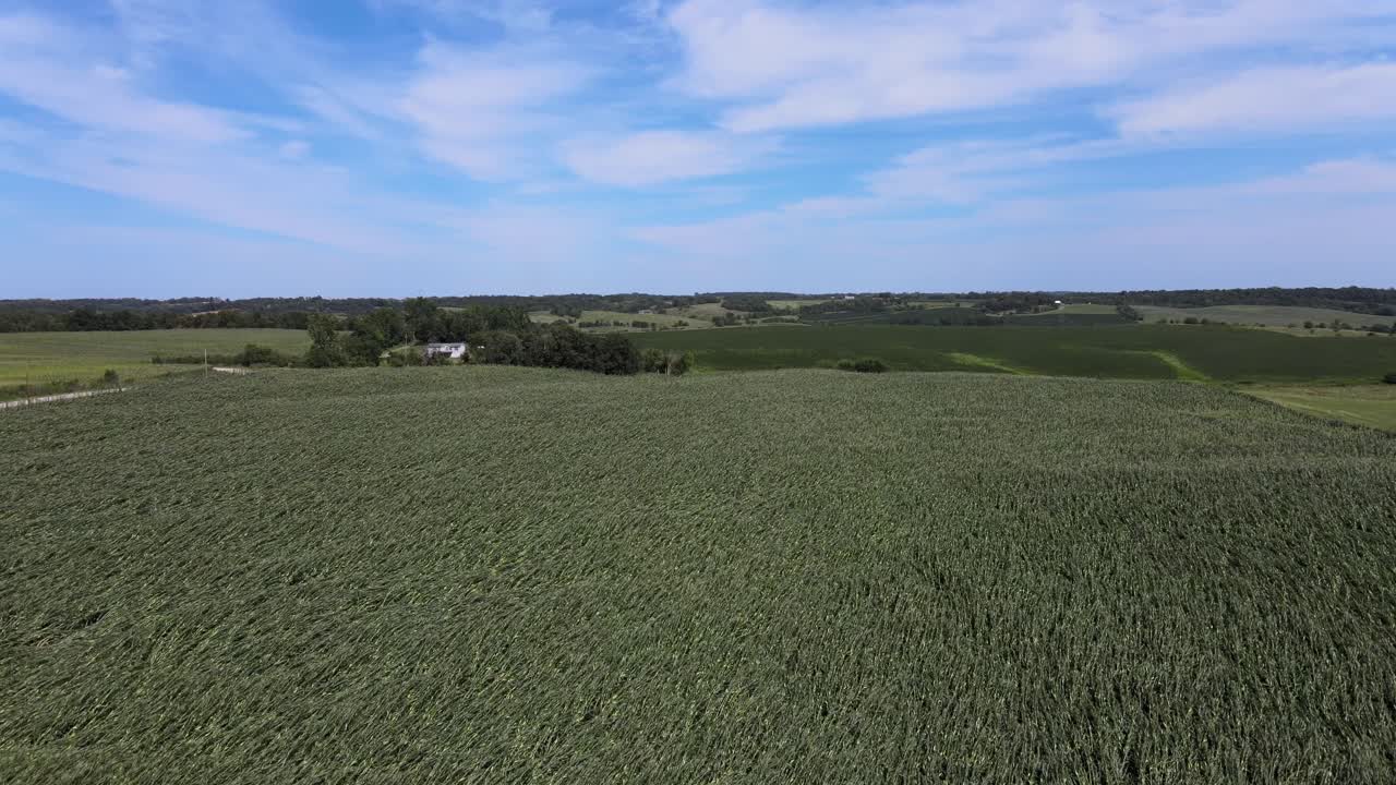 Aerial Drone Video Wind Damage To Rural, Agrarian Agricultural Crops And Farmland In The Midwest Heartland Of Iowa