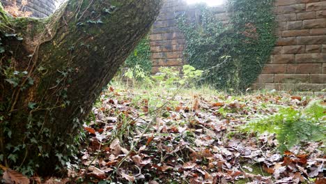 castle ruins autumn forest foliage woodland rural scene dolly left from behind tree