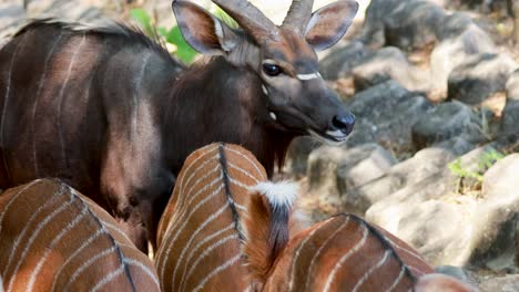 nyala antelopes interacting in a forest setting