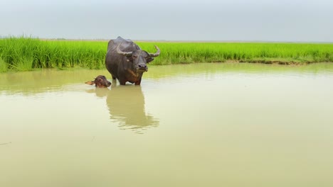 a water buffalo and her calf bond in a serene pond, reflected in its brown waters