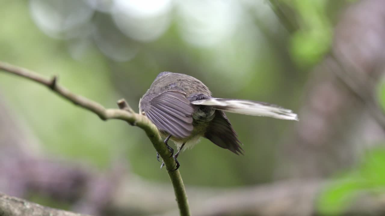 piwakawaka de cola fantasma saltando alrededor en una pequeña rama abriendo su cola y cantando