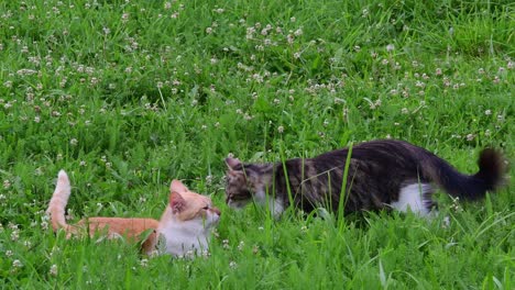 two cats in love