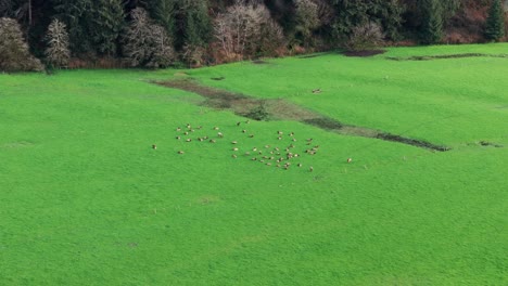 Toma-Aérea-Panorámica-De-Un-Dron-Con-Vistas-A-Una-Manada-De-Alces-Pastando-Y-Descansando