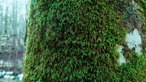 moss on a tree in a cold mountain winter