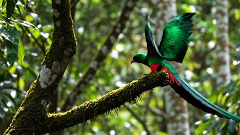 resplendent quetzal in its natural habitat