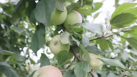 manzanas creciendo en el manzano