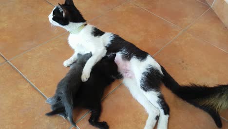 cat mother feeding her newborn little kitties