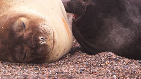 Extreme-Nahaufnahme-Einer-Mutter-Und-Ihres-Kleinen-See-Elefanten,-Während-Sie-Sich-Am-Strand-Ausruhen-Und-Ihr-Kalb-Versucht,-Milch-Zu-Saugen