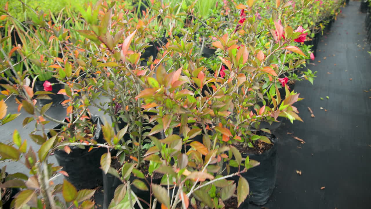 Vibrant red flowers blooming in pots at plant nursery, showcasing lush greenery, in greenhouse