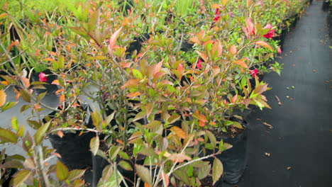 vibrant red flowers blooming in pots at plant nursery, showcasing lush greenery, in greenhouse