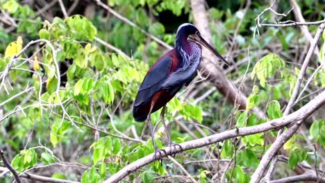 Full-display-of-the-beautiful-Agami-heron