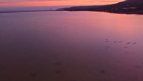 sensational aerial view of flamingo birds flying at pink sunset, forward
