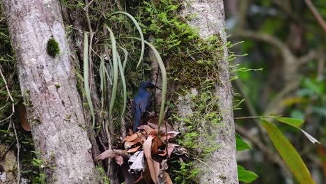 El-Papamoscas-Azul-De-La-Colina-Se-Encuentra-En-Un-Hábitat-De-Gran-Altura,-Tiene-Plumas-Azules-Y-Un-Pecho-Anaranjado-Para-El-Macho,-Mientras-Que-La-Hembra-Es-De-Color-Marrón-Canela-Pálido-Y-También-Con-Un-Pecho-Anaranjado-En-Transición