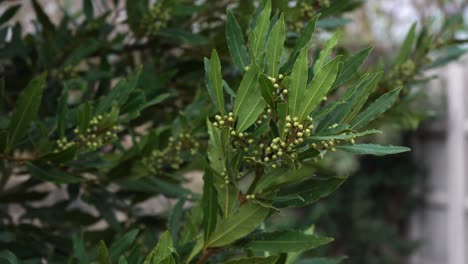 Hojas-Aromáticas-De-Laurel-Verde-En-El-Patio-Trasero