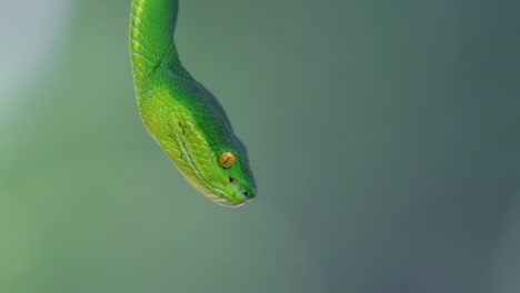 La-Víbora-De-Labios-Blancos-Es-Una-Víbora-Venenosa-Endémica-Del-Sudeste-Asiático-Y-A-Menudo-Se-Encuentra-Durante-La-Noche-Esperando-En-Una-Rama-O-Rama-De-Un-árbol-Cerca-De-Un-Cuerpo-De-Agua-Con-Muchos-Alimentos